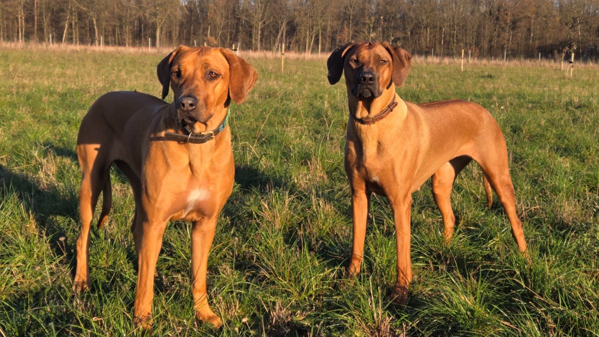 Rhodesian Ridgeback Chikomo Munda Kumani